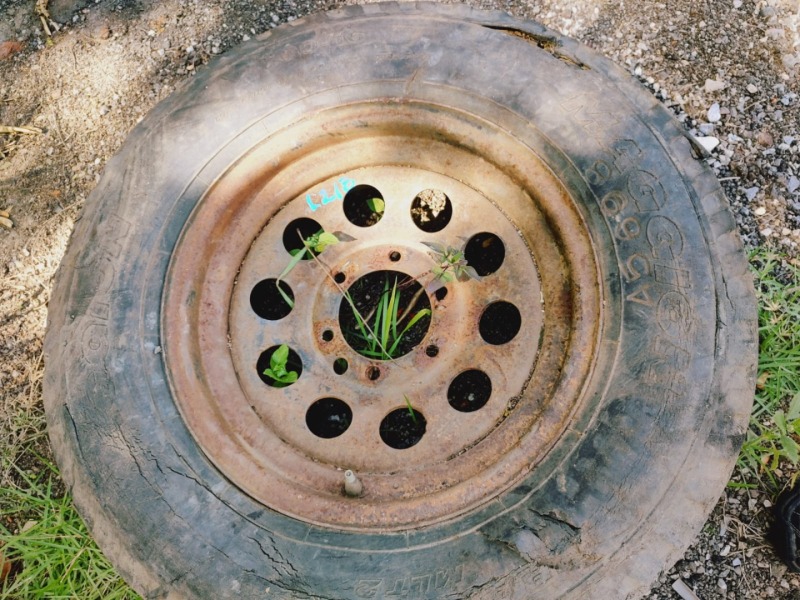 RODA COM PNEU C-10  (UNIDADE) - leilão extrajudicial - Não informado BR - lance mínimo R$ 1.000